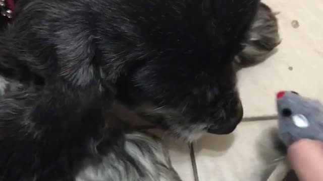 Lady puts small mouse toy in front of long eared black dog