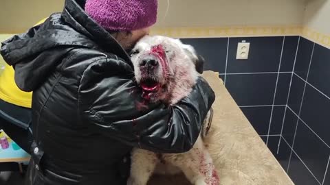 A wounded 10-year-old dog was brought to the Four Paws shelter,