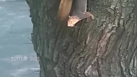 FUNNIEST ANIMALS VOICE OVER