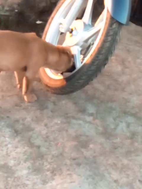 Dog puncture bike। Massive Newfoundland Thinks He's A Tiny Lap Dog