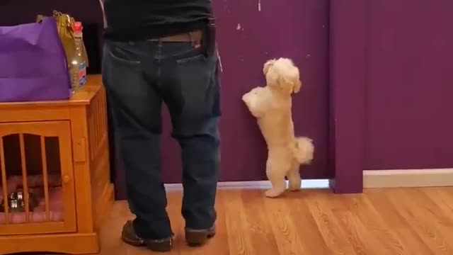 My Dog Dance With Me 🤣