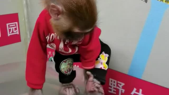 Cute little monkey dancing at will