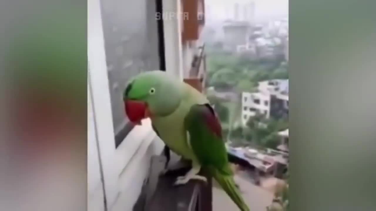 smart parrot and dogs