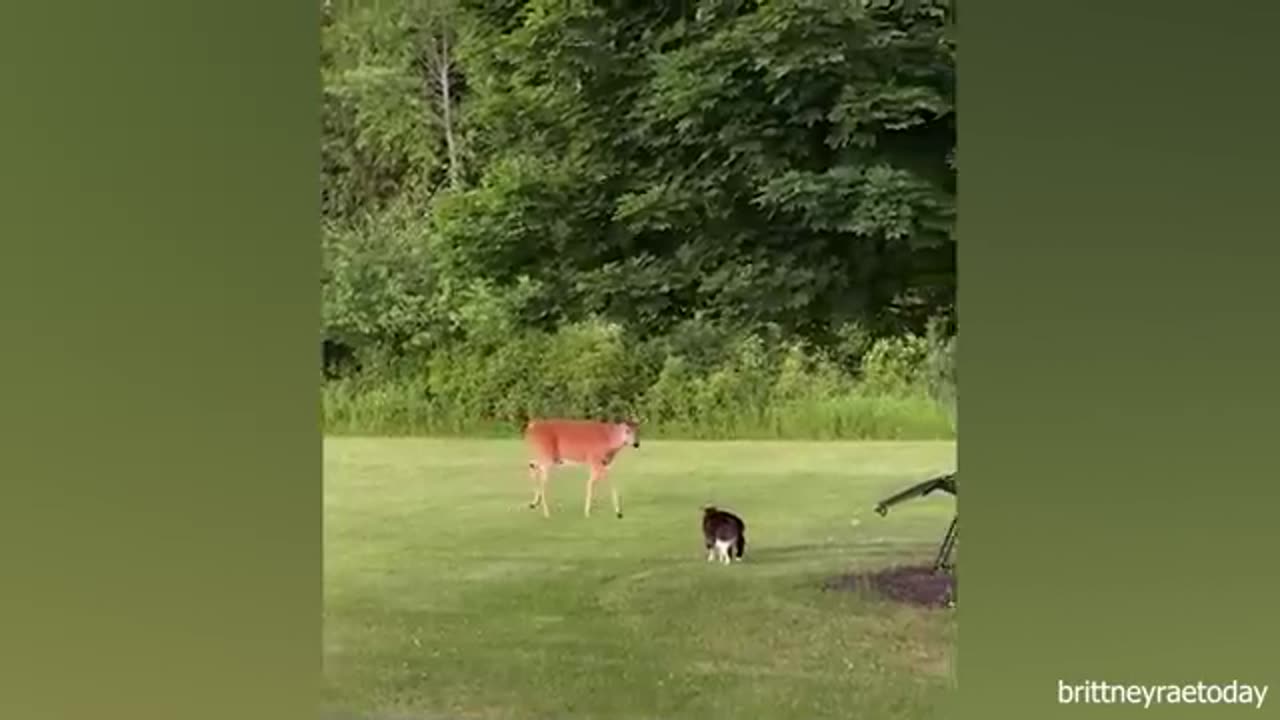 When my cat brings home a friend 🤣