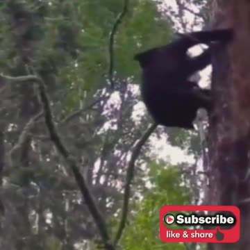 Animals funny videos #shorts, #youtubeshorts , #viral