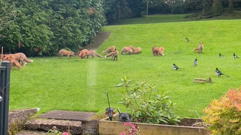 Family of Foxes Gathers in Yard