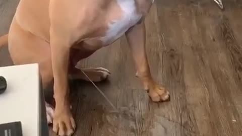 shameless dog