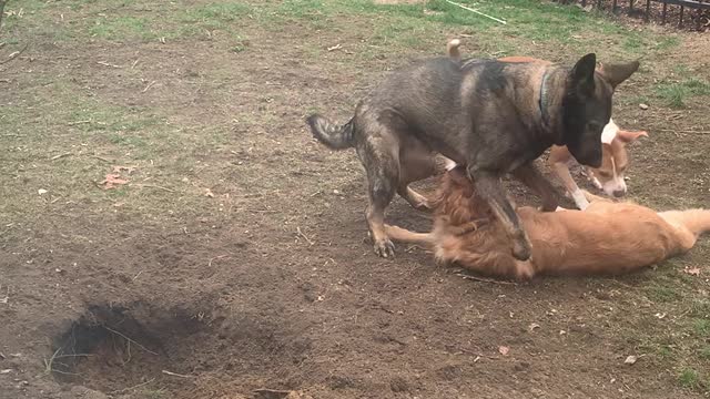 Dogs Appear to Be Digging A Hole To Bury the Golden Retriever