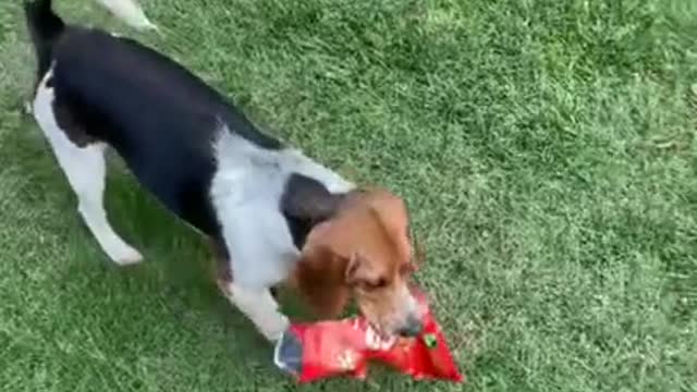 Puppy joy with bag