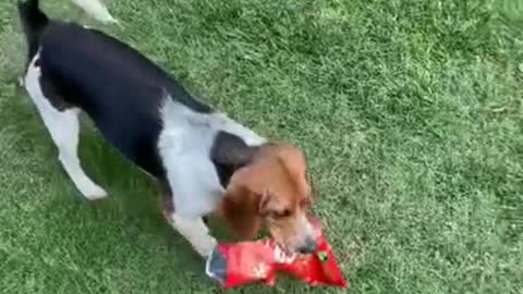 Puppy joy with bag