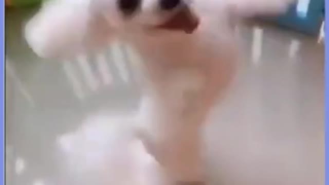 Dance With Me 😌 Cute Puppy | Funny Puppy HADI444