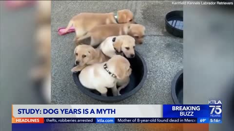 Dog years a myth? How old your dog actually is