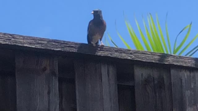 “Ol Dog Face” the Female Northern Cardinal