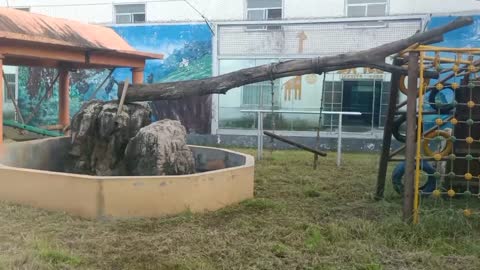 Sloth's play area