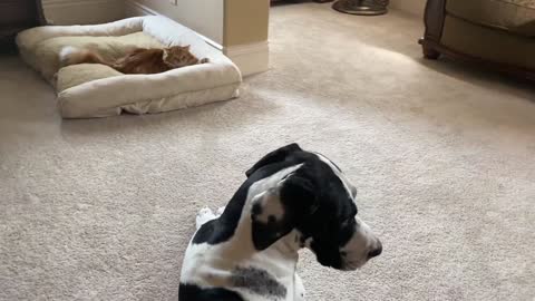 Dog & cat takes over Great Dane's XXL dog