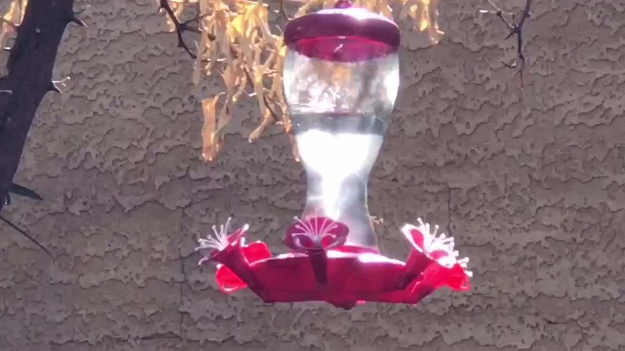 Hummingbird watching with Artettina