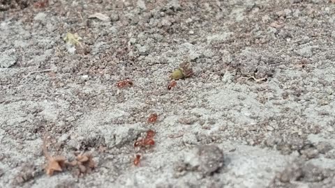 Ant life