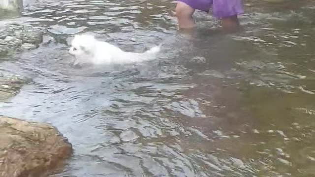 a dog swimming hard