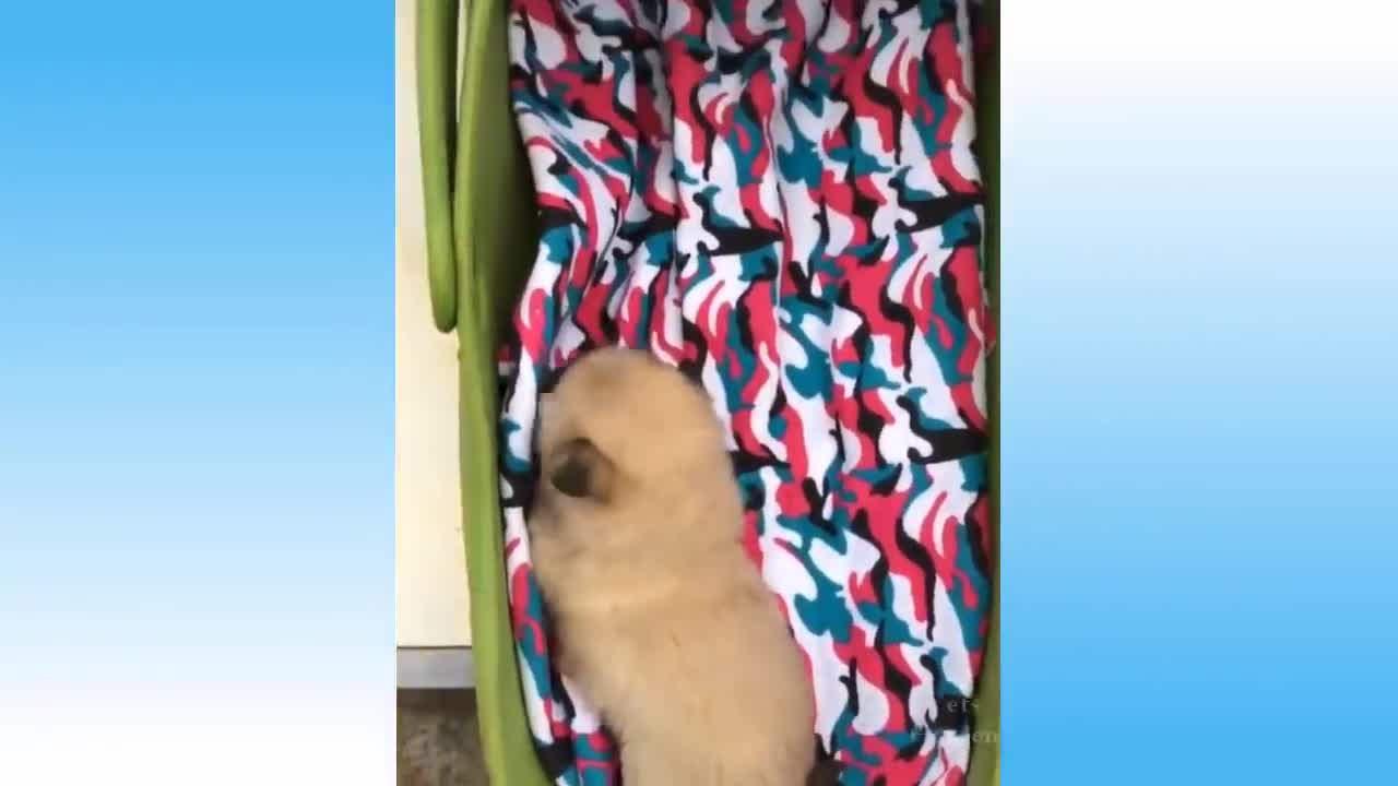 Diversos de bichinhos fofos e animais engraçados.