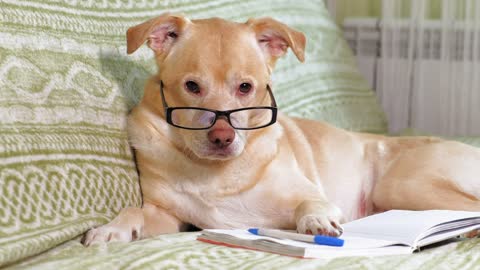 Funny dog sunglasses funny dog video