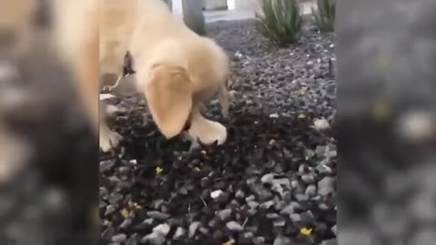 🤣Funny Animals Videos 2024🤣