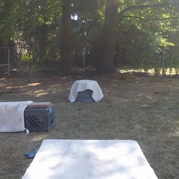Circuit Training and Practice afternoon shorts