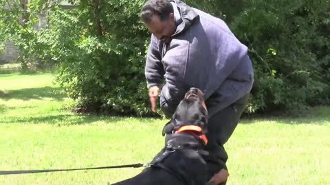 How to guard a dog Training Step by Step!