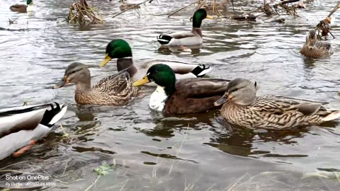 Mallards