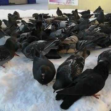 We feed city pigeons.