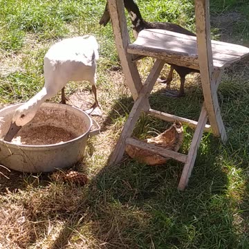 My animals in the garden. Look how happy they are! ;-)