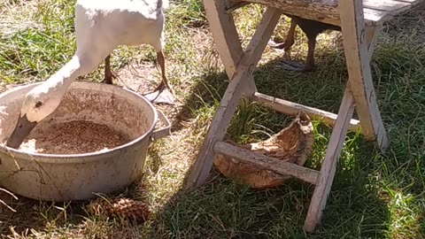 My animals in the garden. Look how happy they are! ;-)