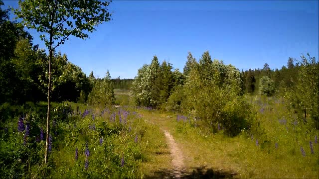 Intiaaniviisautta - Indy Angel