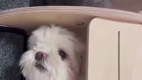 SOO FUNNY - CAT AND DOG