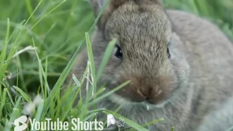 Rabbits are friendly and funny creatures