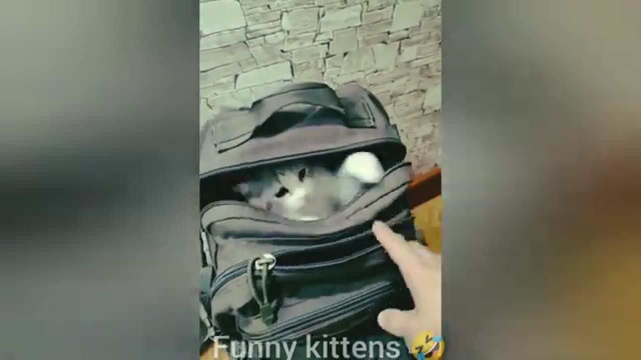 Funny cat videos are the epitome of internet joy