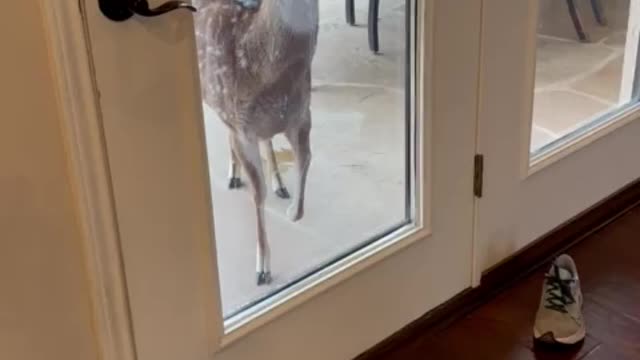 Hungry deer demands for food by stomping her hoof!