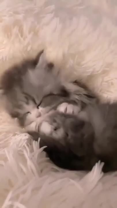 ute cat and funny cat shorts❤#shorts #cat #cutecat #funnycats #viral