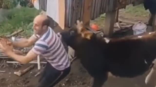 Cow: "I want to dance with you"