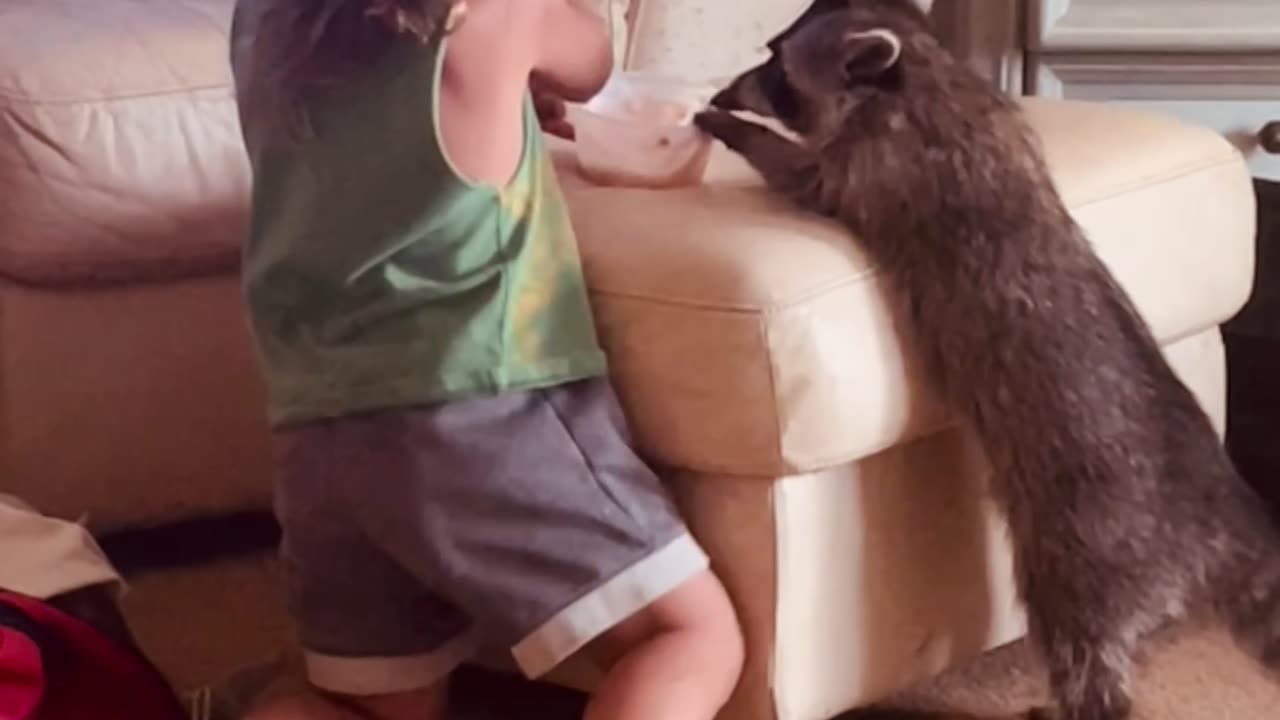 Little Boy Does Everything With His Raccoon Best Friend