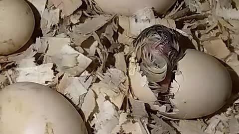 Watch this chick breaking out of the shell