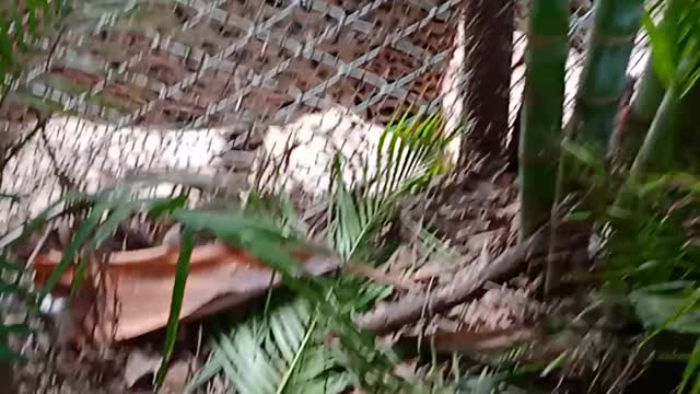 Hungry cheetah hiding in bushes about to attack but got trapped