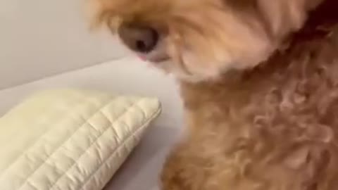 Puppy getting scared by its own fart😂