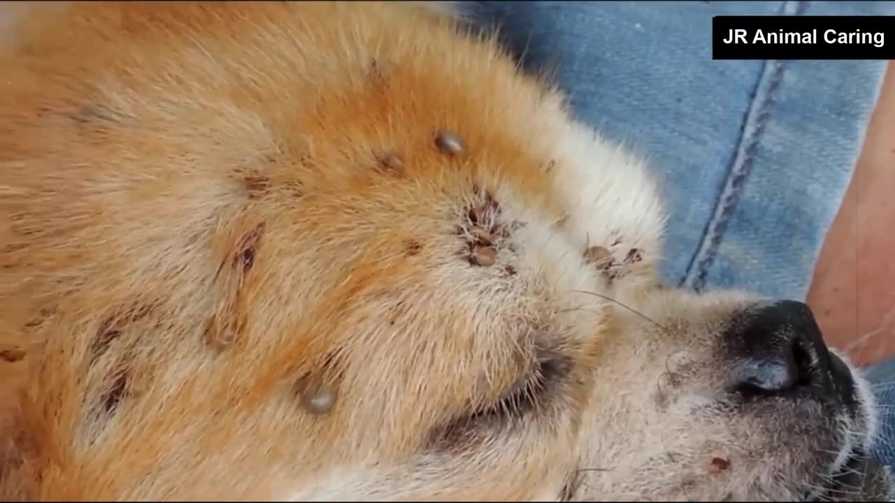 We Are Help This Poor Dog From dangerous Ticks Attack #ticks on dogs removal# Ticks# #shorts