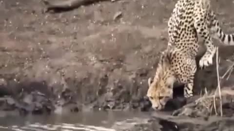 cheetah vs crocodile