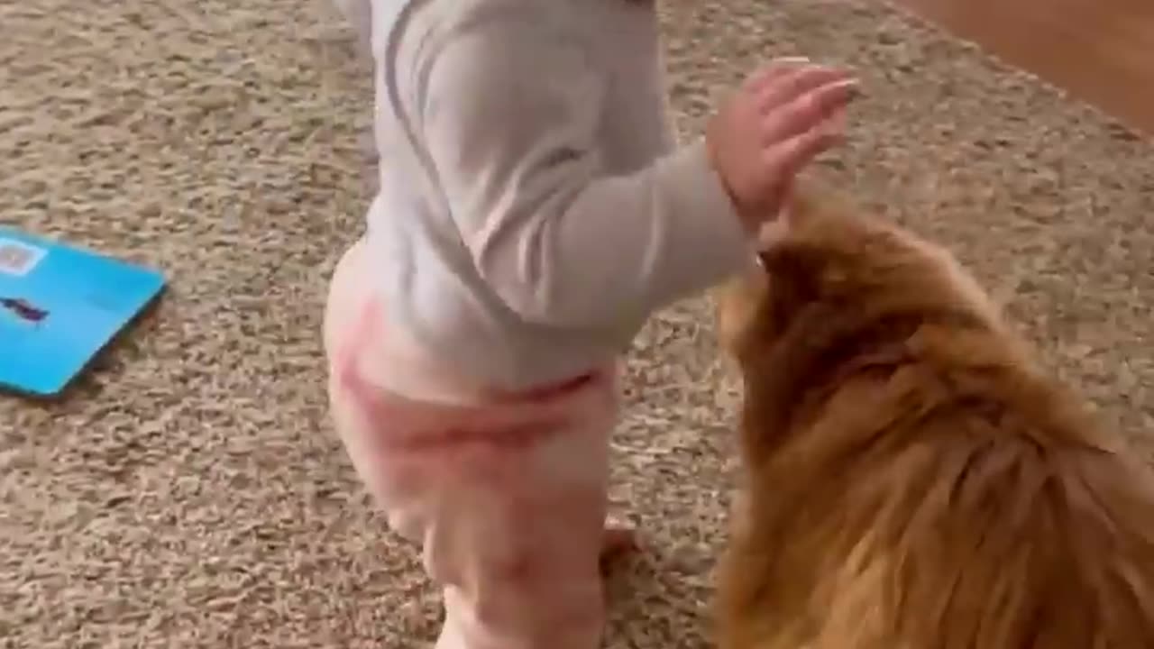 ADORABLE FLUFFY CAT HELPS BABY TAKE FIRST STEPS