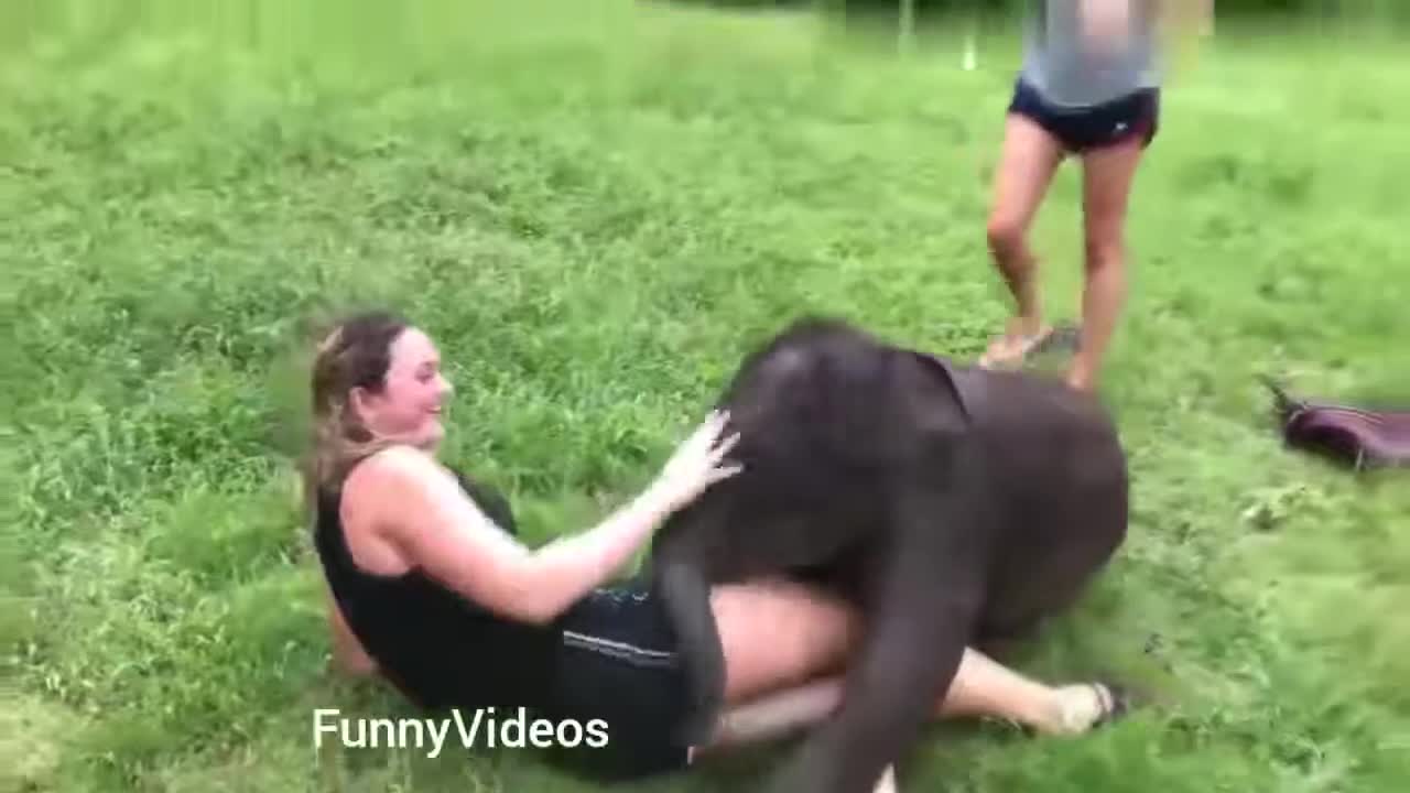 Animal videos funny and funnier