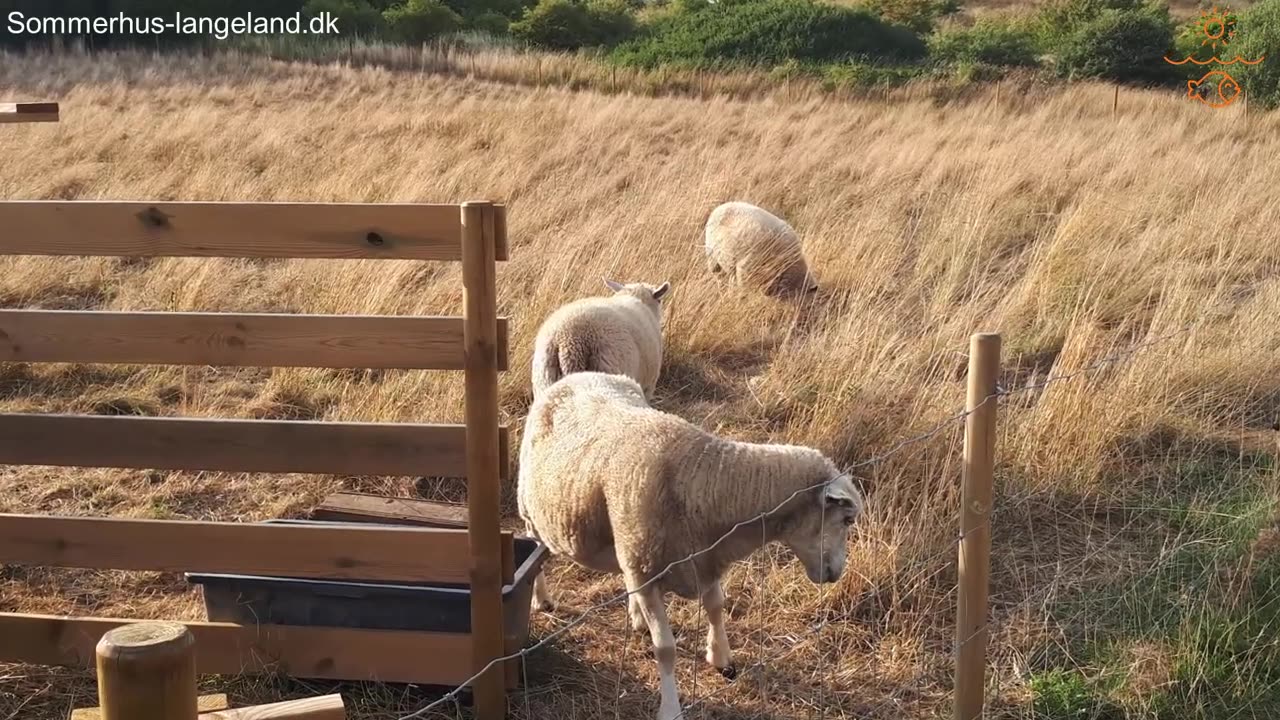 Hyggeligt sommerhus på Langeland udlejes