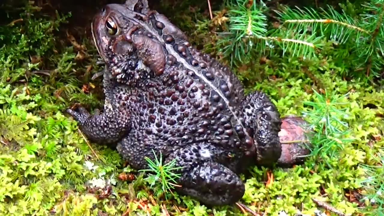 American Toad