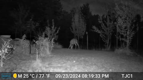 Deer Headfake