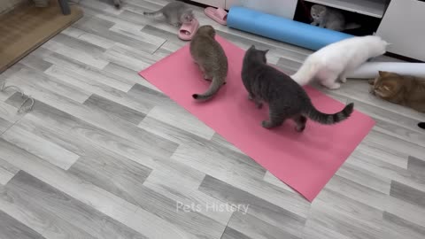 New Funny Animals 😂 Funniest Cats and Dogs Videos 😹🐶 Part 1